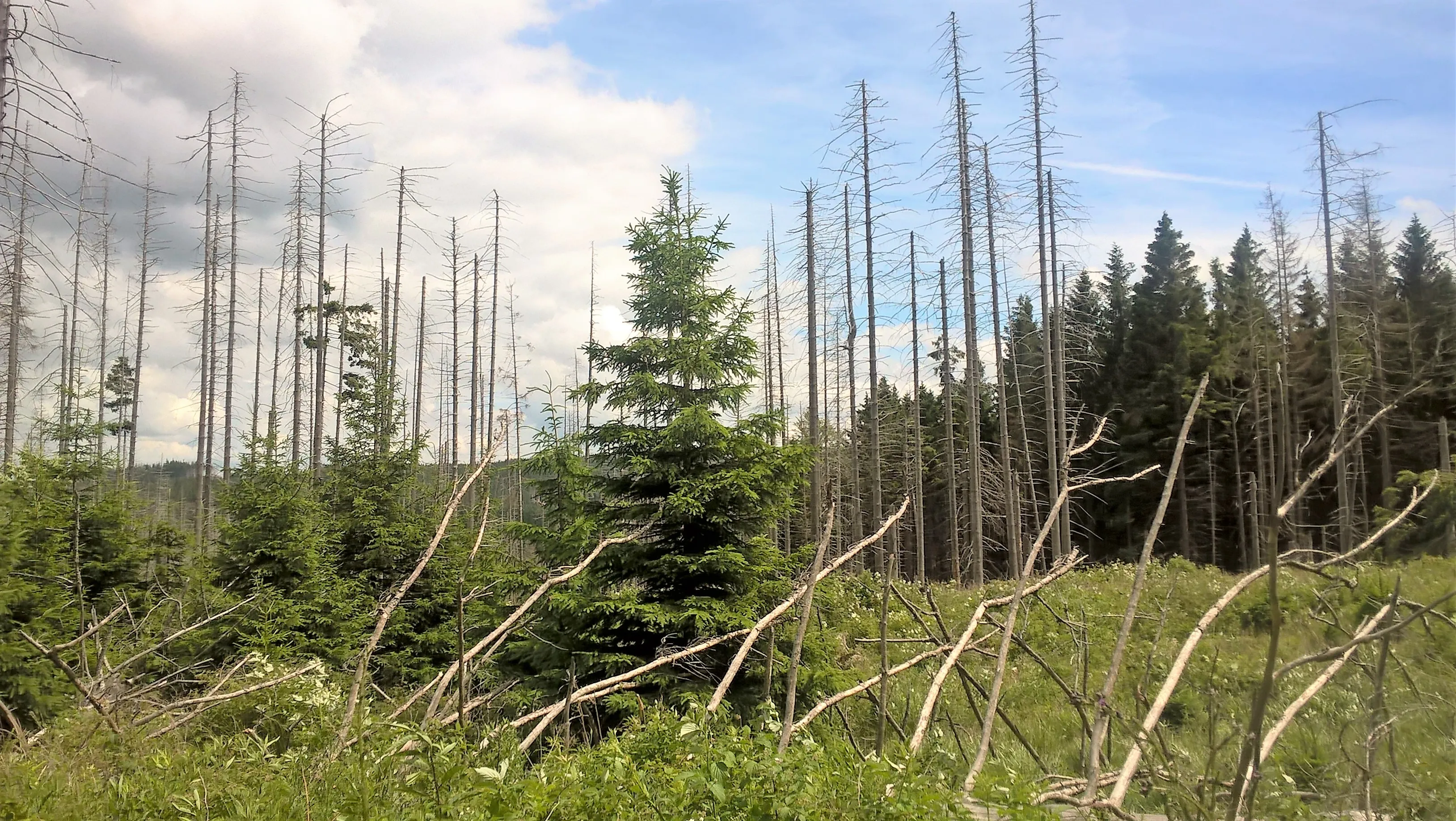 Dead forest with young green spruces