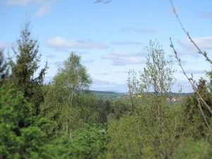 Green landscape with trees and blue sky