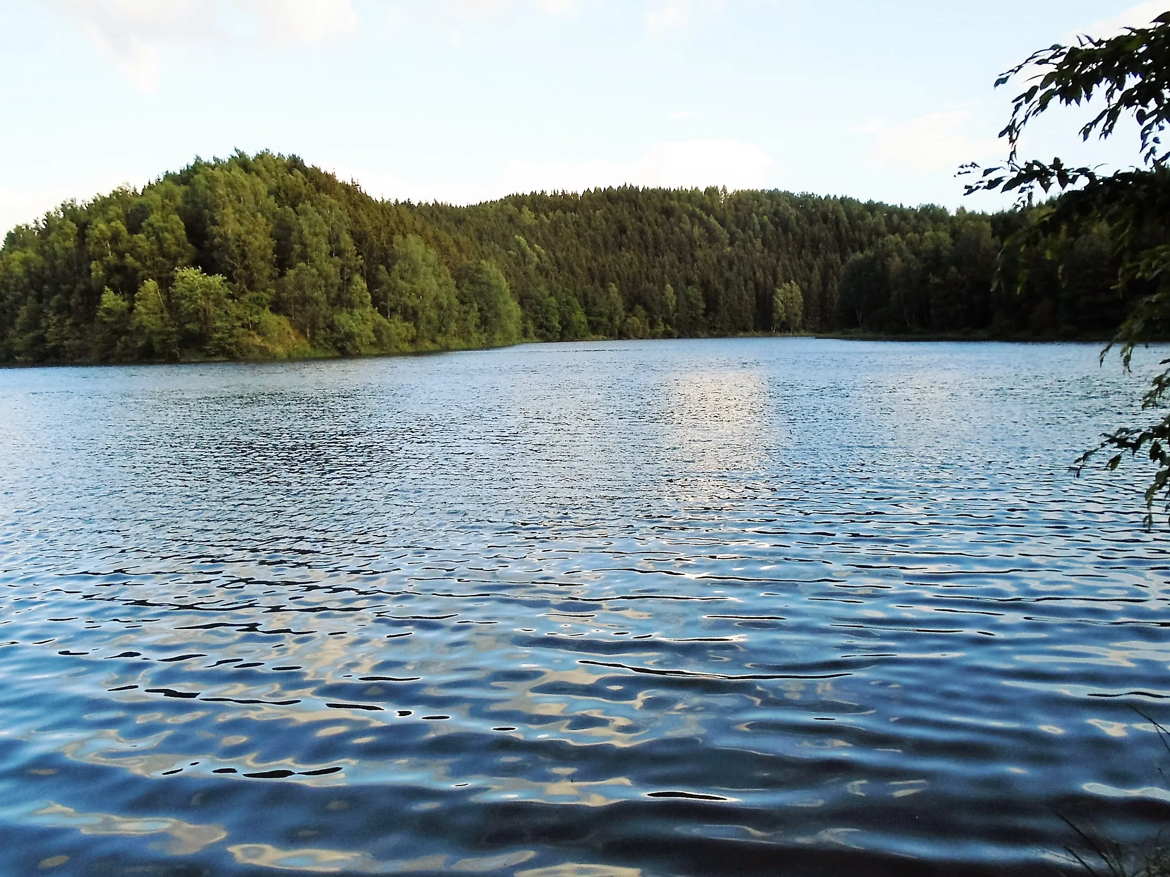 Tranquil lake surrounded by green forest
