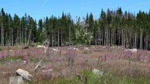 Forest clearing with purple flowers and spruces
