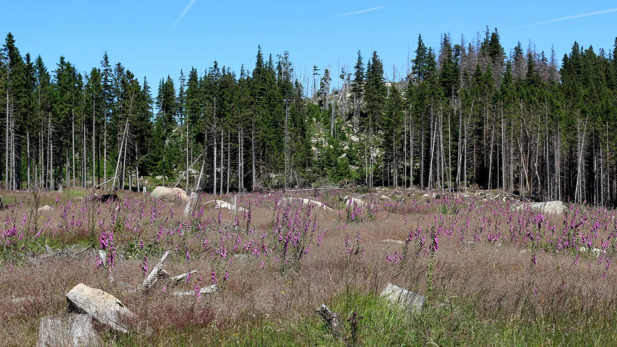 Forest clearing with purple flowers and spruces