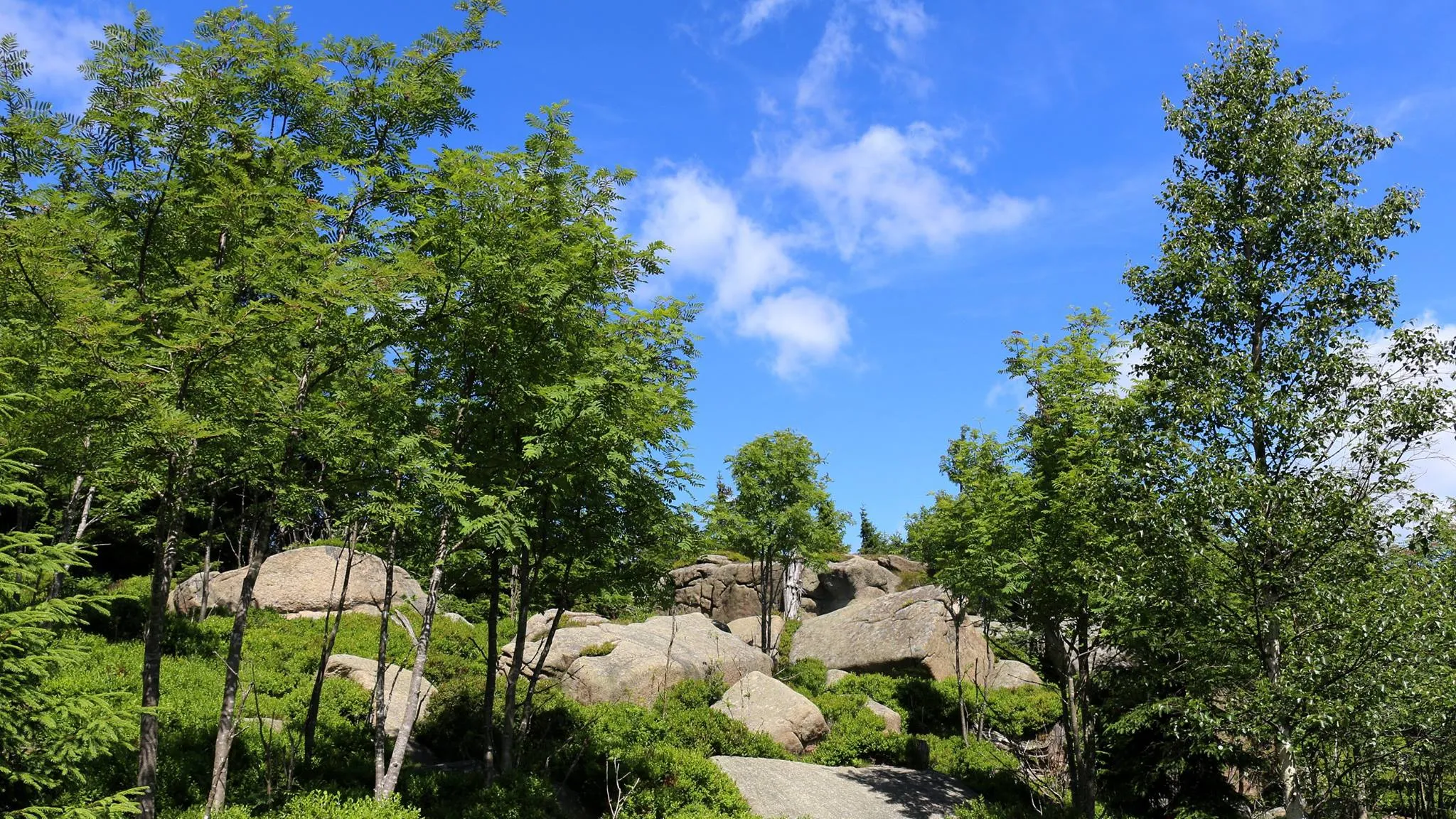 Green trees and rocks under a blue sky