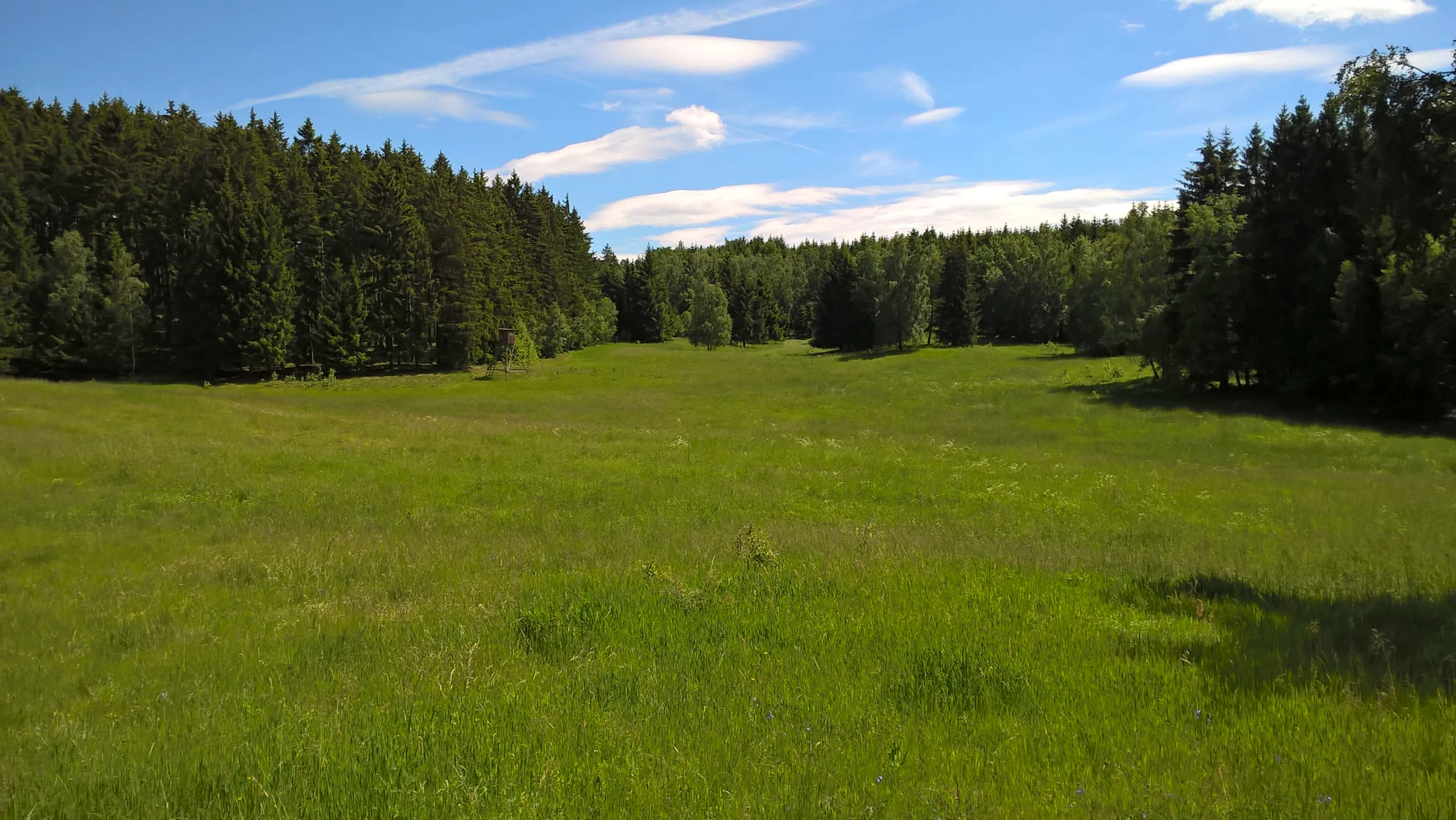 Green meadow in front of a dense forest under a blue sky
