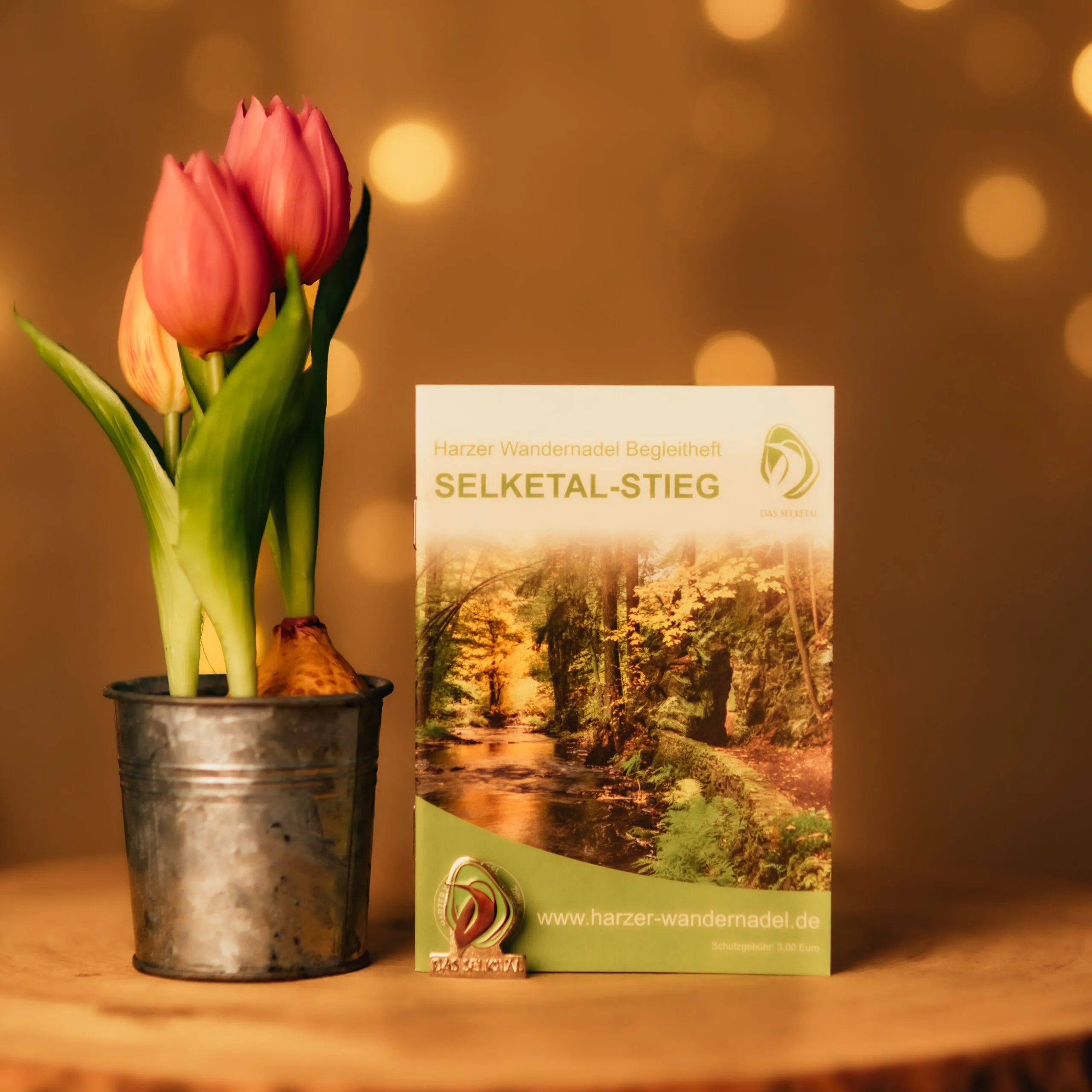 Hæfte Selketal-Stieg ved siden af tulipaner i en potte